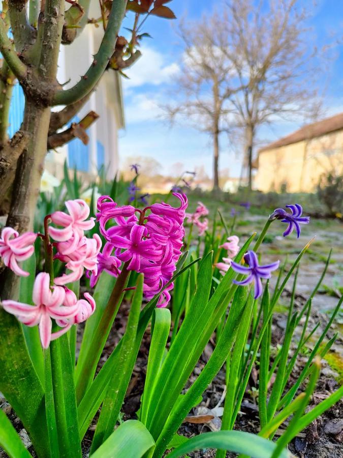 Bed and Breakfast Ethno&Coffee House Tulip Glozan Zewnętrze zdjęcie